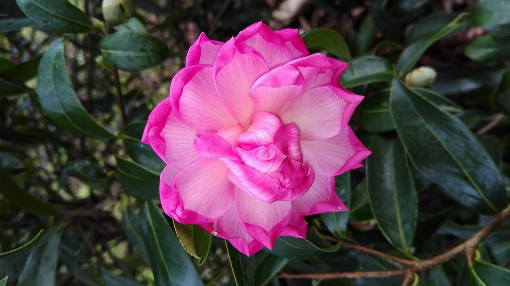 Boiro Turismo - La Casa de las Camelias